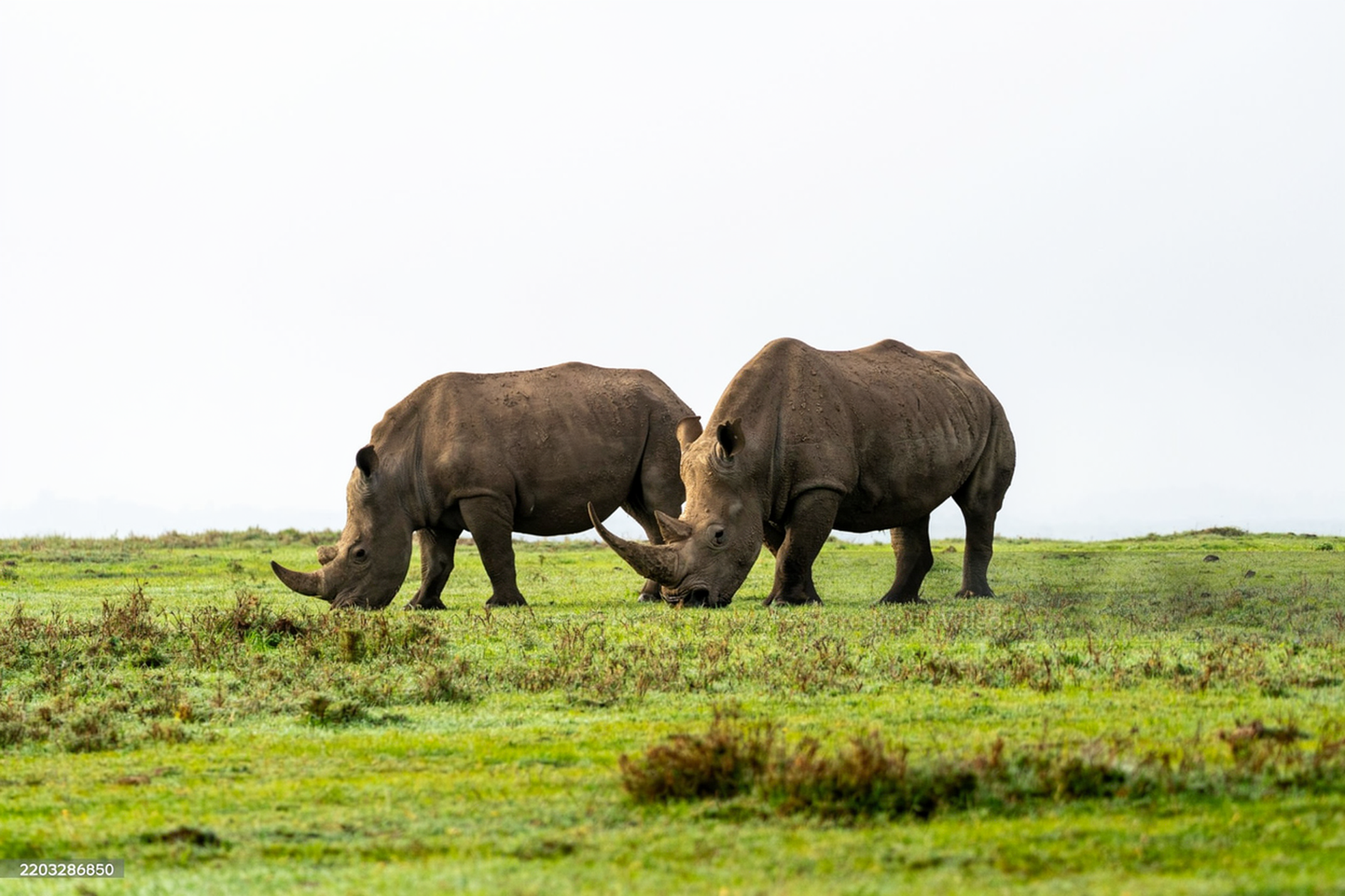 Masai Mara Wildlife